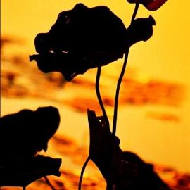 莲之韵 海之魂――将军摄影师冷宽