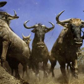 惊险拍摄！摄影师拍摄动物惊慌逃窜场面险遭踩踏