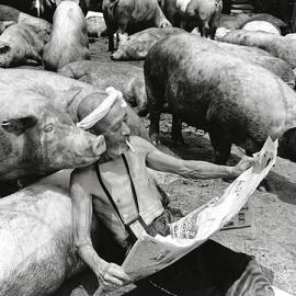 与猪共生――有爱的养猪大爷