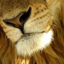 Michael Poliza：原始野生动物摄影作品