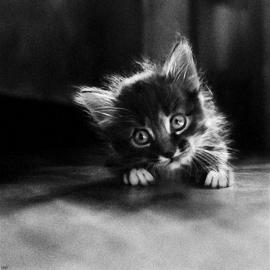 猫咪的黑白肖像照片（三）