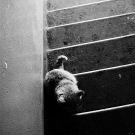 猫咪的黑白肖像照片（二）