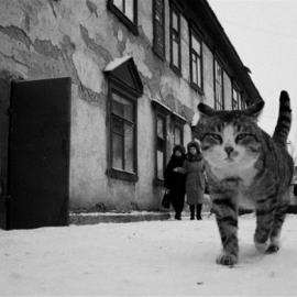 猫咪的黑白肖像照片（一）