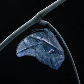 2011年度IPA国际摄影奖获奖作品欣赏