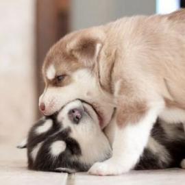 萌啊！温馨有趣的动物们！