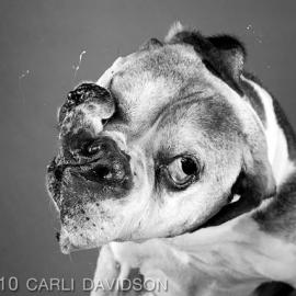 Carli Davidson的宠物摄影作品：摇动