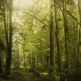 Daniel Grizelj摄影作品：离开