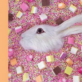 Liz Wolfe摄影作品