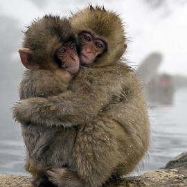 动物真实表情高清捕捉