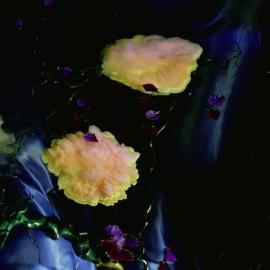 荷兰Margriet Smulders镜花水月般的摄影（一）