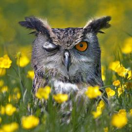 Richard Austin：动物们的“花花世界”