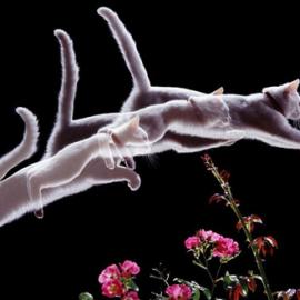 摄影师捕捉毫秒间惊人动物照片