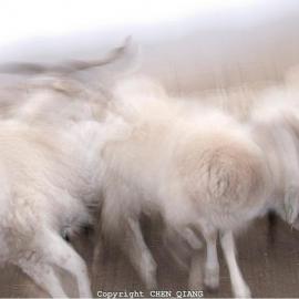 奔跑的羊：法国PX3摄影奖获奖作品