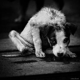 Denis Buchel摄影作品：狗的生活