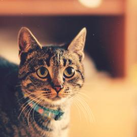 LoVeLy CaT（献给猫猫控们）