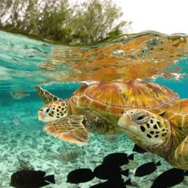 富有灵气的“玻璃陈列柜”――动物摄影