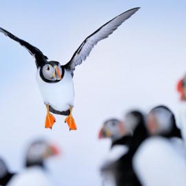 德国摄影师Werner Bollmann动物摄影作品