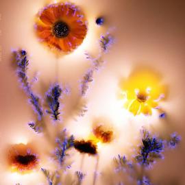 美国摄影师伯特布尔特曼植物通电摄影欣赏