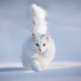 红极网络的宠物摄影作品