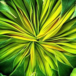 微距摄影下的奇幻世界