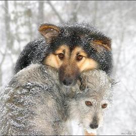 不可思议的精彩照片之动物篇