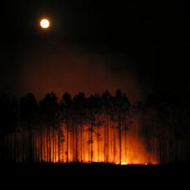 迷人的森林风光（二）