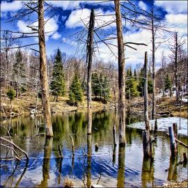 迷人的森林风光（一）
