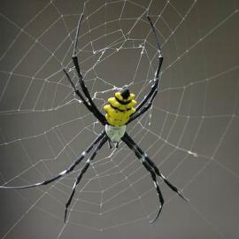 24张蜘蛛微距摄影
