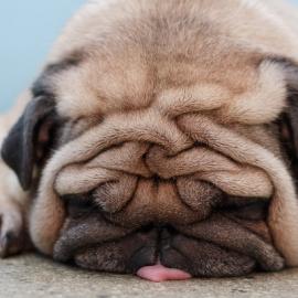 28张超萌的狗狗摄影