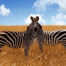 精彩的野生动物摄影照片（二）