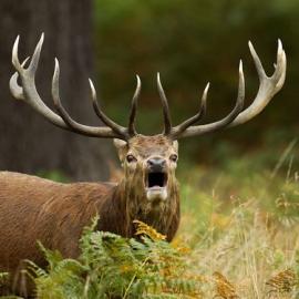 精彩的野生动物摄影照片（一）