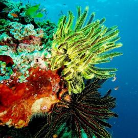 60张精美照片展现奇妙的海底世界（三）