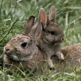 恋上绒绒兔（一）