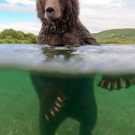 摄影师水中近距拍摄熊抓大马哈鱼照片