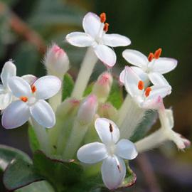 50张迷人的散景摄影（二）