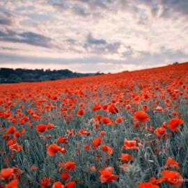 摄影师眼中的绝美罂粟花田