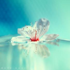 梦迷离―Oer-Wout摄影