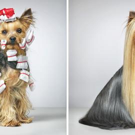 情绪―摄影大师Tim flach镜头下的狗狗