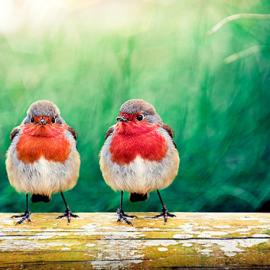 30张漂亮的鸟类摄影欣赏