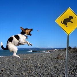 宠物摄影：飞腾的狗狗