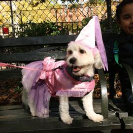 趣图分享―万圣节里可爱的狗狗装扮