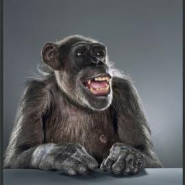 摄影师Jill Grennberg 的猴子世界（一）