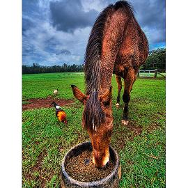 HDR动物摄影欣赏（二）