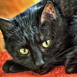 HDR动物摄影欣赏（一）