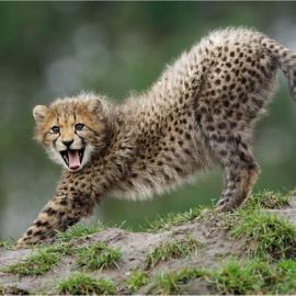 Peter Lindel的野生动物摄影作品