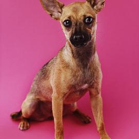 60张超可爱的狗狗摄影作品（二）