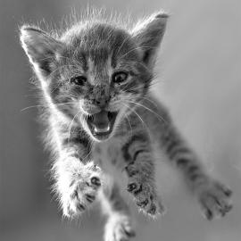 抓住令人心动的一瞬间