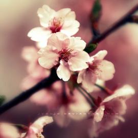 和风―摄影师Yoshi风情摄影