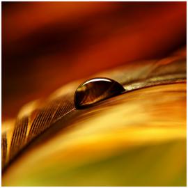 静―Malgorzata Krawczyk微距摄影(二)