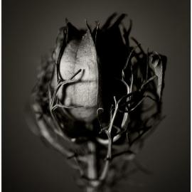 静―Malgorzata Krawczyk微距摄影(一)